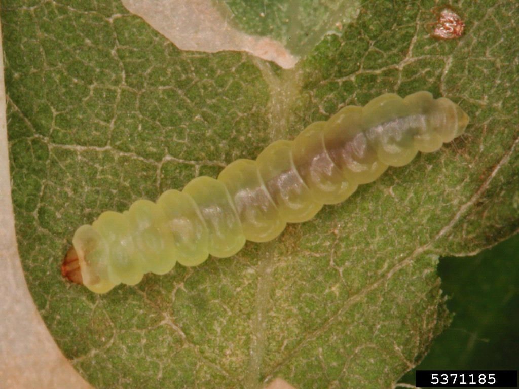 Robinienminiermotte und Parectopa robiniella