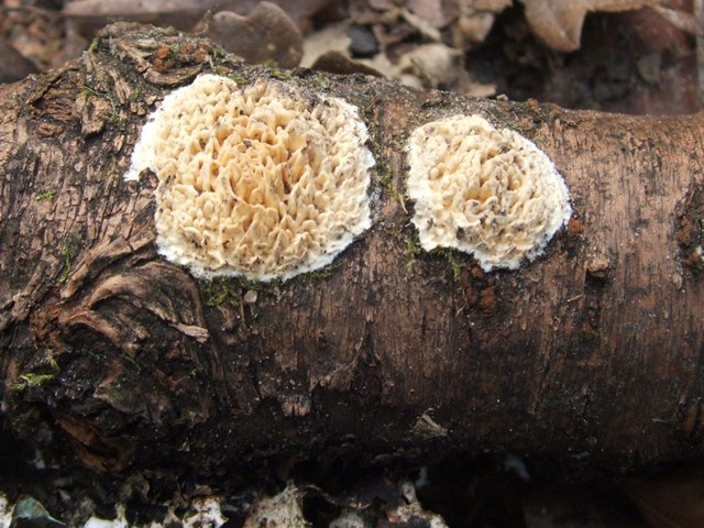 Hyphoderma radula