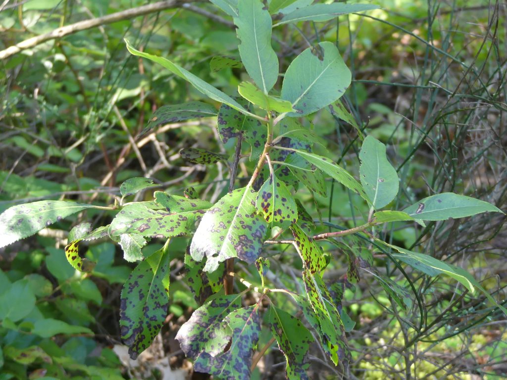 Rindenkrebs an Nadelgehölzen