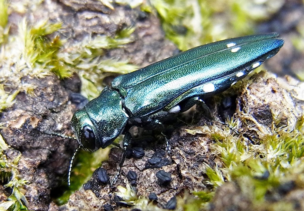 Agrilus-Prachtkäfer