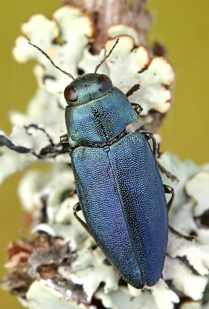 Blauer Kiefernprachtkäfer, Kleiner Kiefernrüssler, Gemeiner Kiefernrüssler