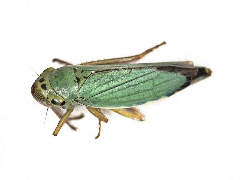 Zikaden der Familie Jassidae