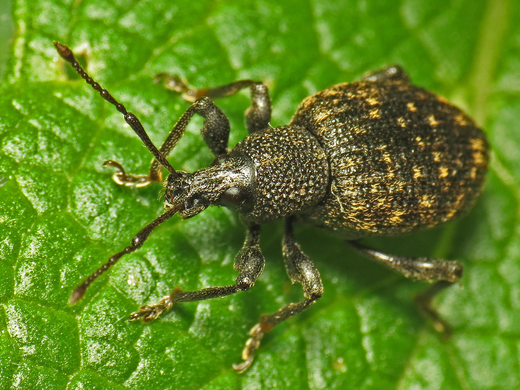 Gefurchter Dickmaulrüssler an einem Blatt