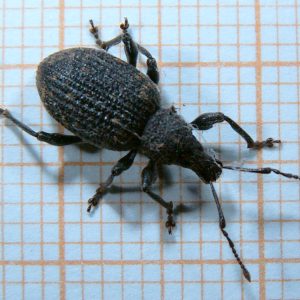 Gefurchter Dickmaulrüssler (Otiorhynchus sulcatus)