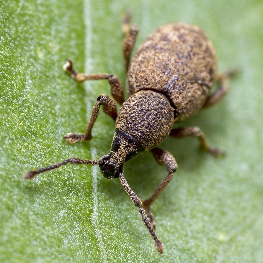 Dickmaulrüssler (Otiorhynchus) in Nahaufnahme