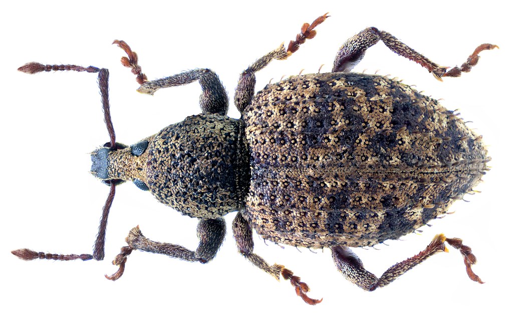 Dickmaulrüssler (Otiorhynchus) am Boden