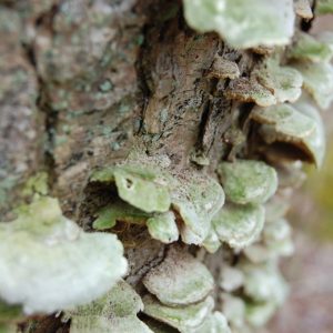 Flechten, Algen und Moos am Baum