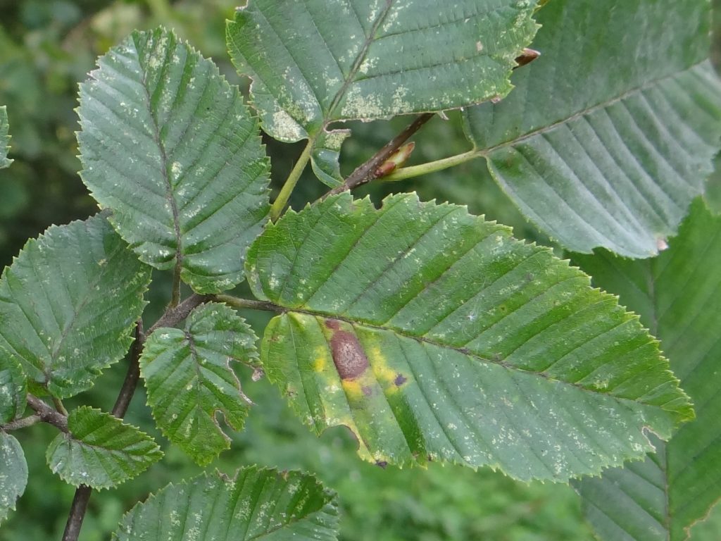Ulmen-Blattfleckenkrankheit am Blatt