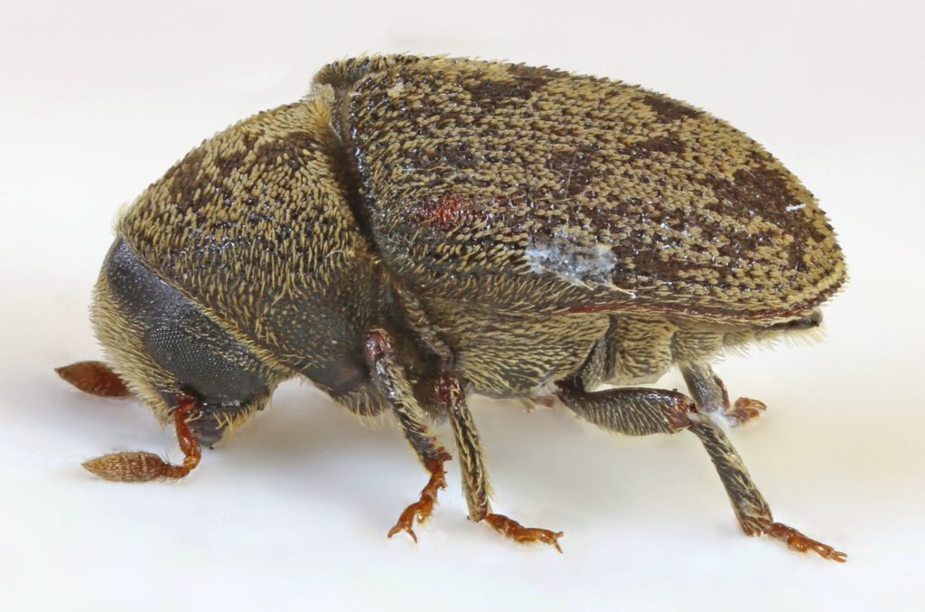 Eschenbastkäfer