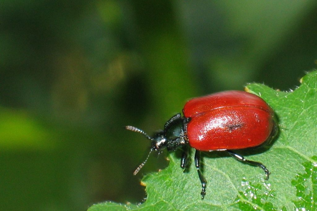 Blattkäfer