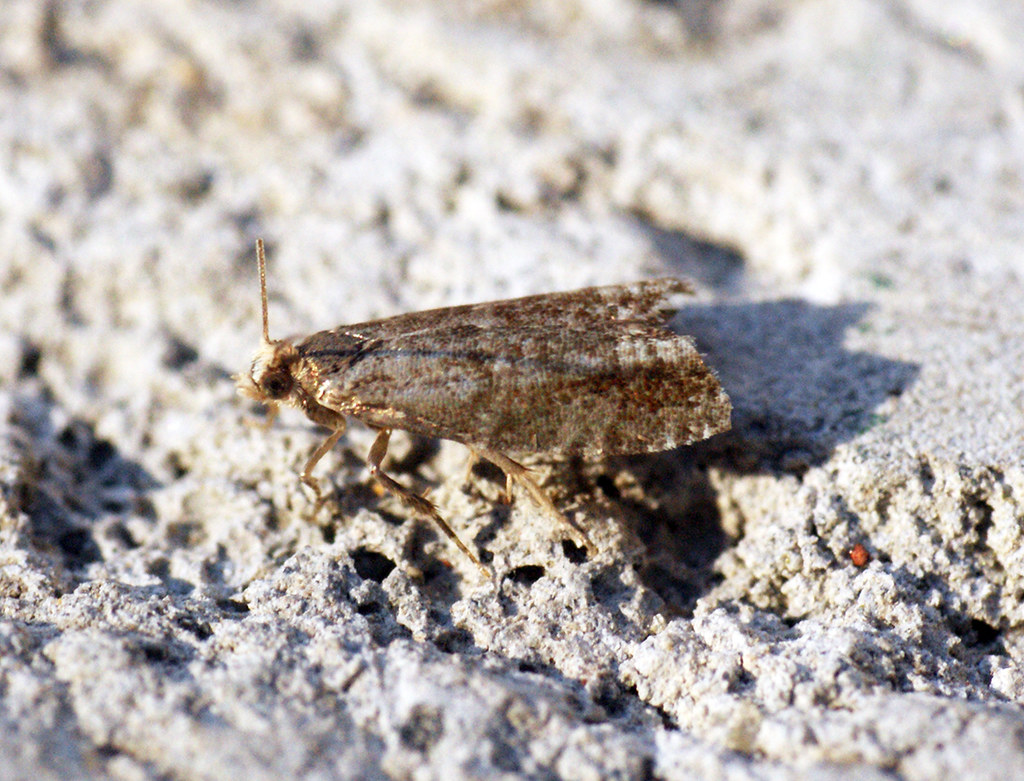 Wickler Epinotia nanana und Epinotia pygmaeana