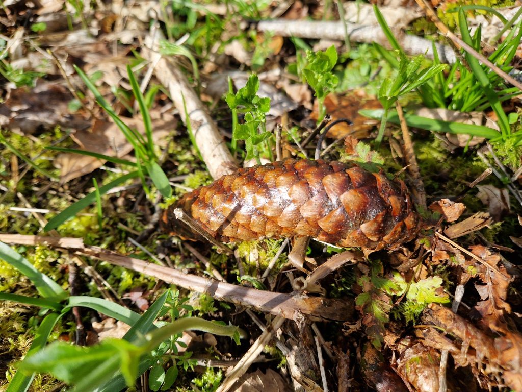 Sirococcus-Triebsterben der Fichte