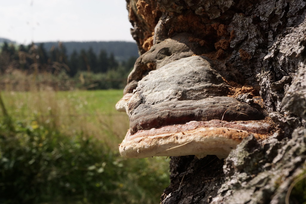 Falscher Zunderschwamm