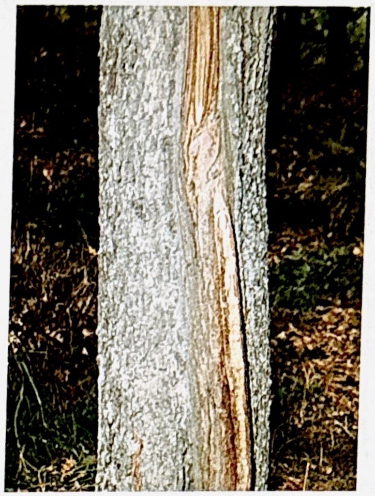 Frostriss am Baumstamm