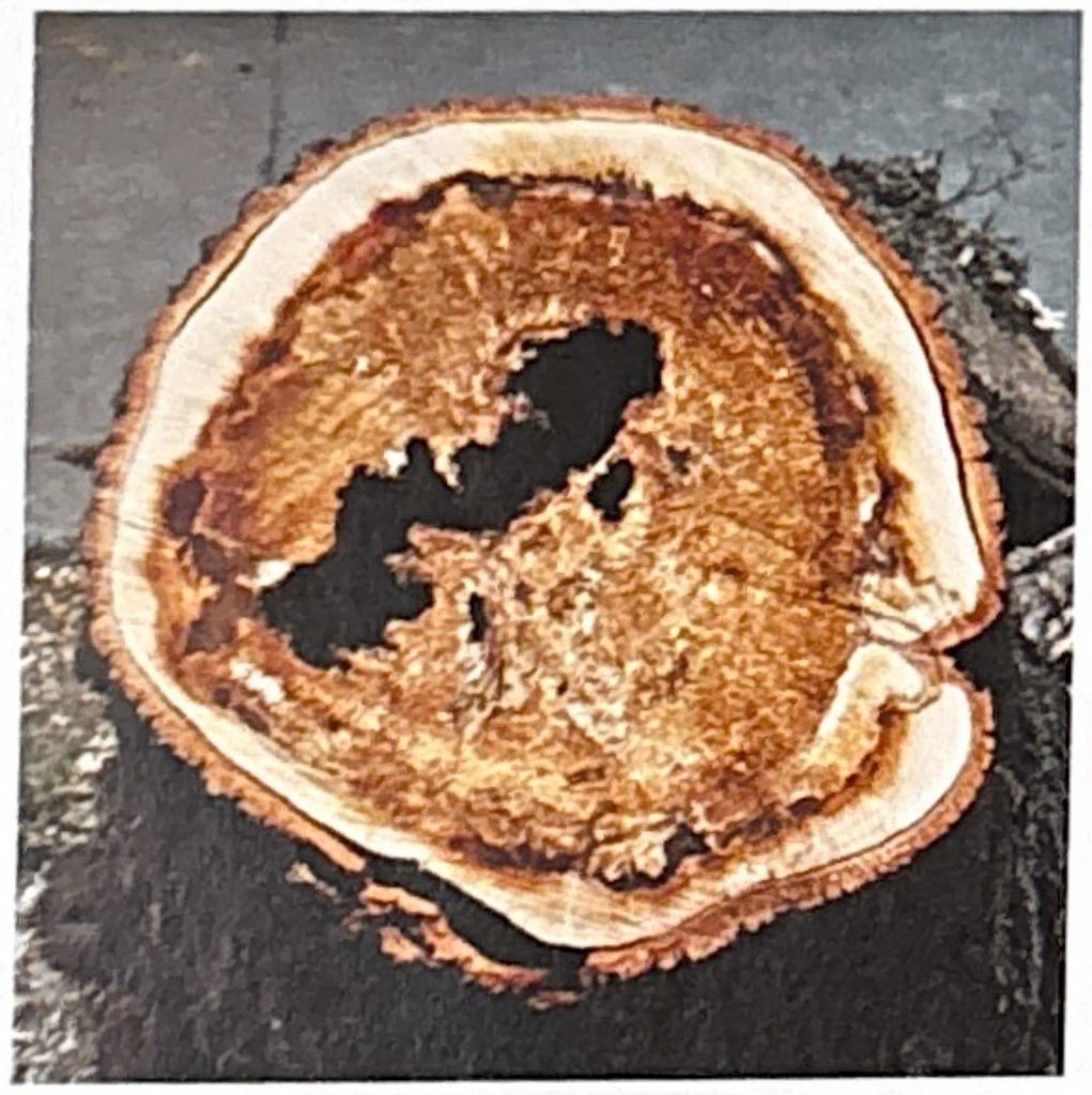 Holzfäule nach Verschüttung des Stammfußes