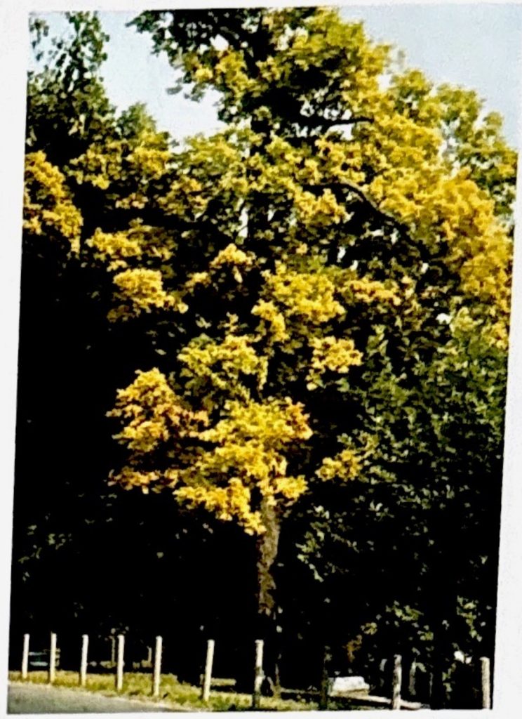 Chlorose der Baumkrone bei Nährstoffmangel
