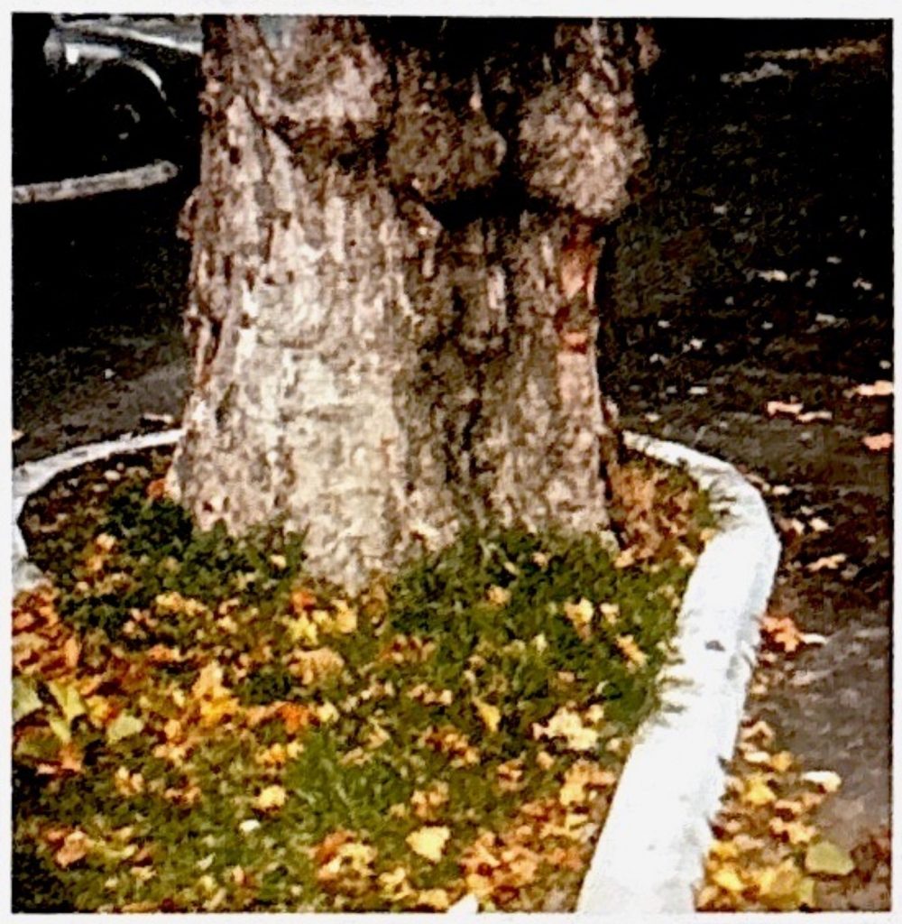 Baum in verdichteter und versiegelter Fläche