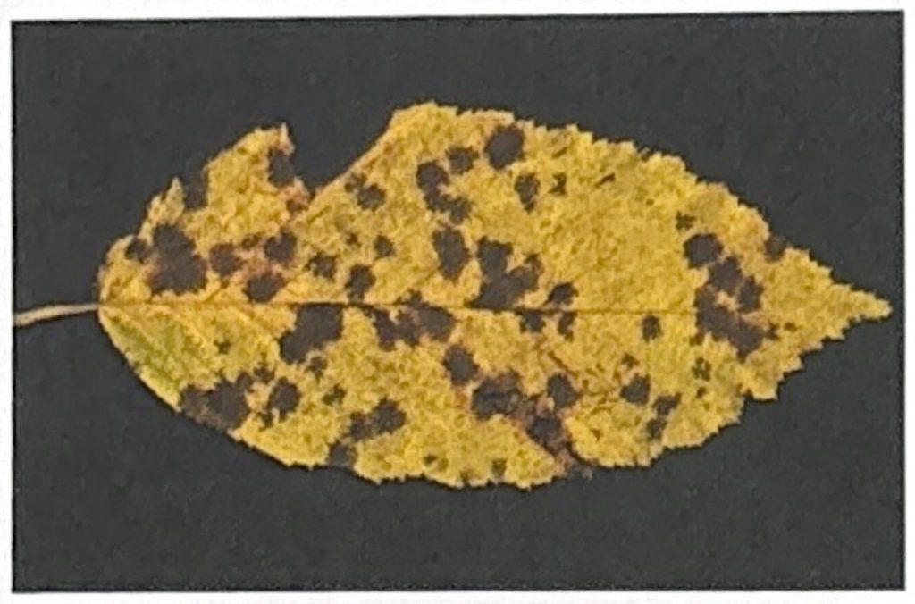 Hainbuchen-Blattfleckenkrankheit auf dem Blatt