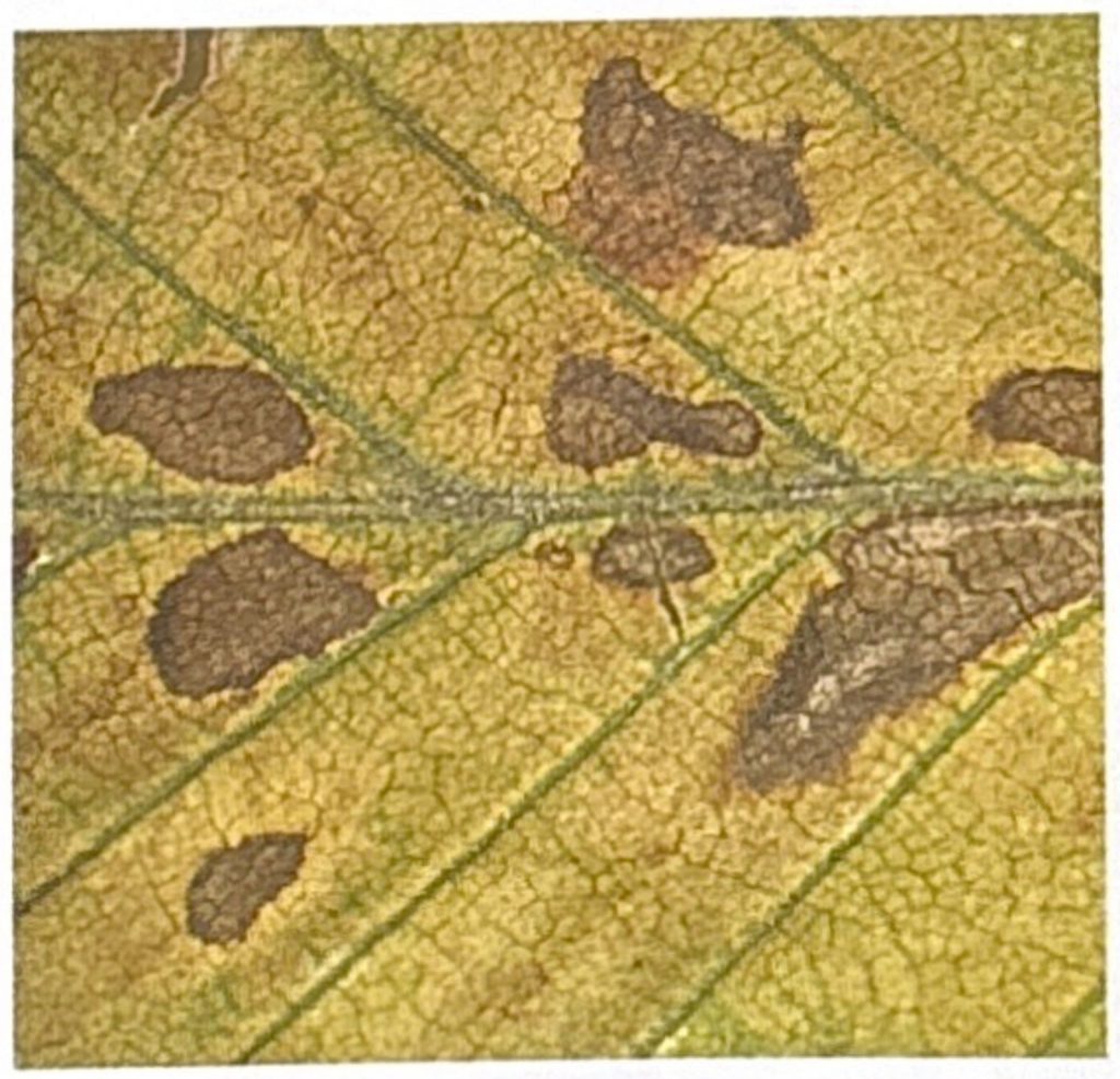 Detail der Flecken auf dem Hainbuchenblatt