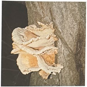 Fruchtkörper eines Baumpilzes am Baumstamm
