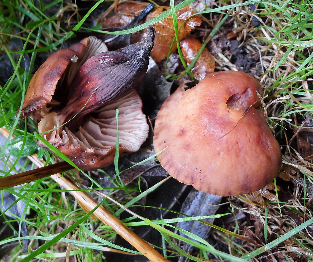 Spindeliger Rübling