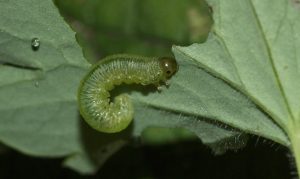 Blattwespen, Buschhornblattwespen und Gespinstblattwespen an Bäumen