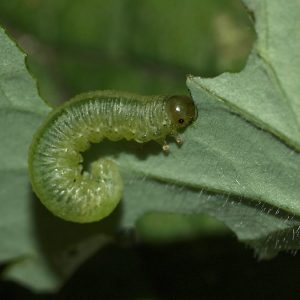 Blattwespen, Buschhornblattwespen und Gespinstblattwespen an Bäumen