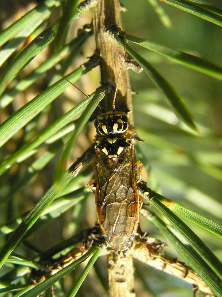 Gespinstblattwespen