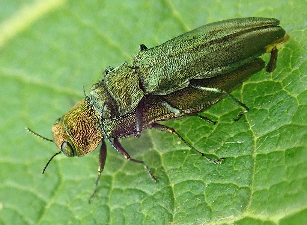 Grüner Zwergprachtkäfer