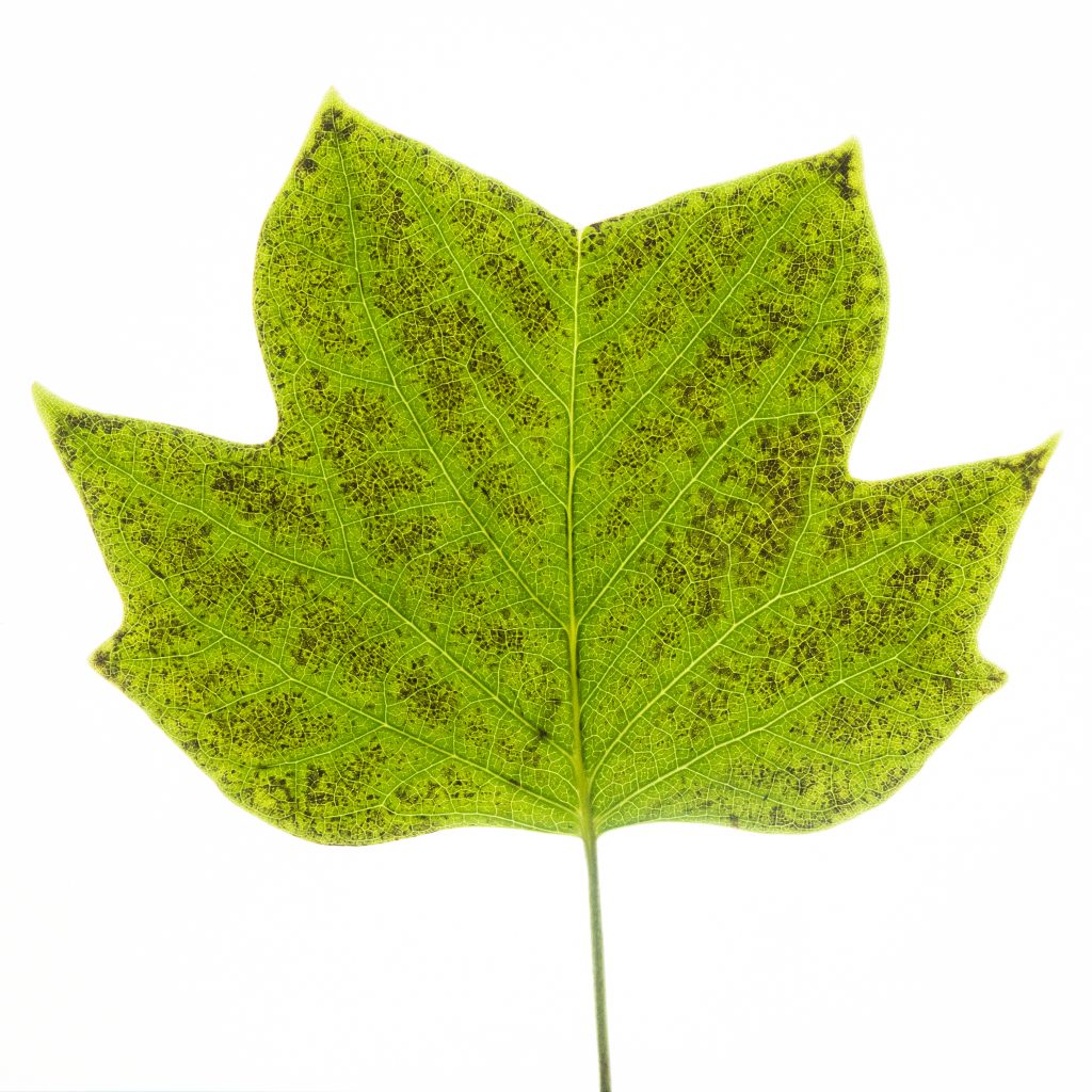 Ozonschäden am Blatt