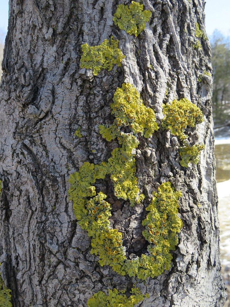 Algen, Pilze, Flechten, Epiphyten