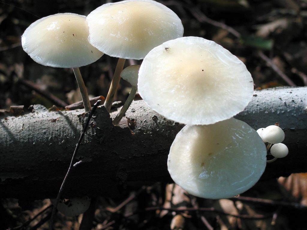 Buchenschleimrübling, Grubiger Wurzelrübling