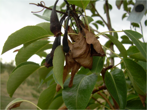 Feuerbrand, Phytophthora und Verticillium-Welke an Gehölzen