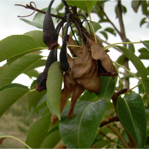 Feuerbrand, Phytophthora und Welkekrankheiten an Gehölzen