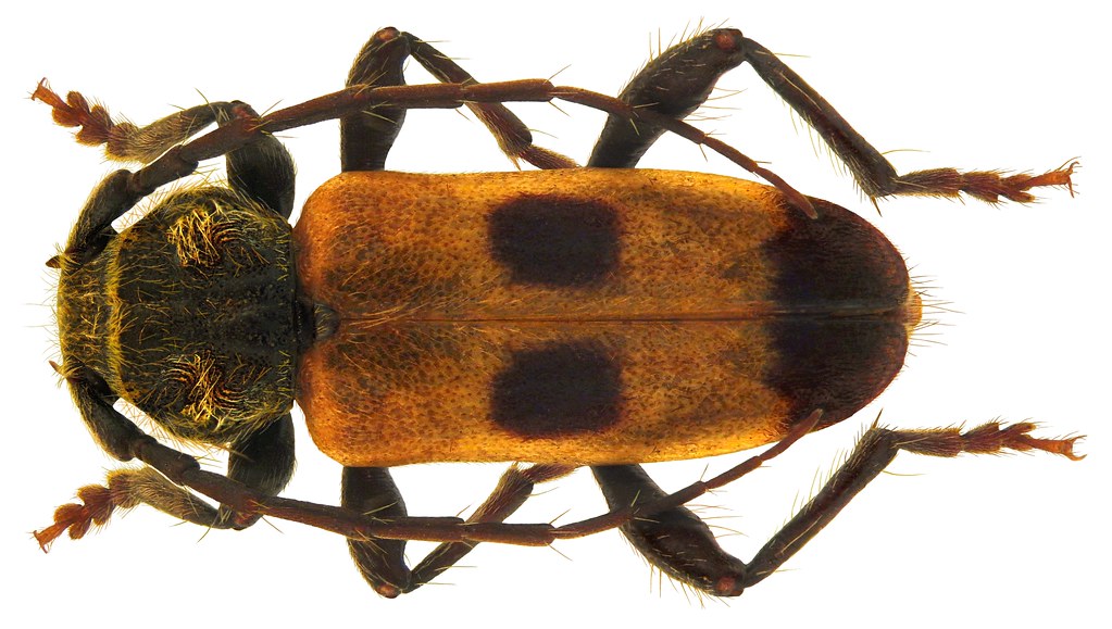Wacholderbock