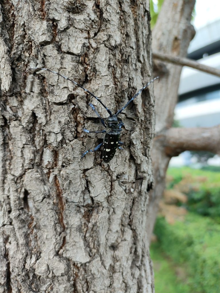 Asiatischer Laubholzbockkäfer