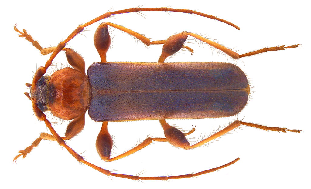 Bockkäfer