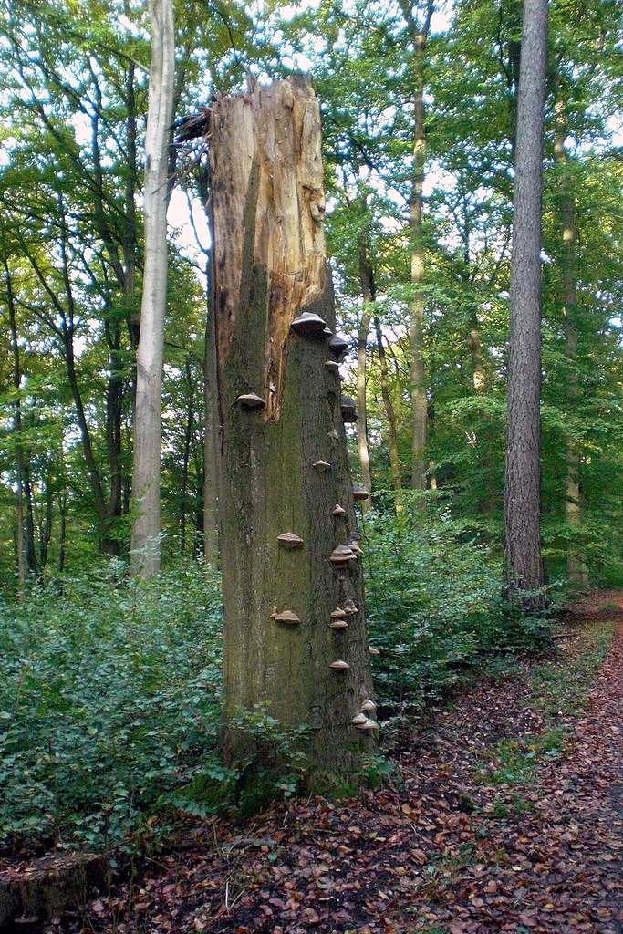 Zunderschwamm