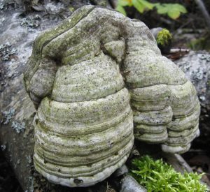 Zunderschwamm: der Baumpilz, der Weißfäule verursacht