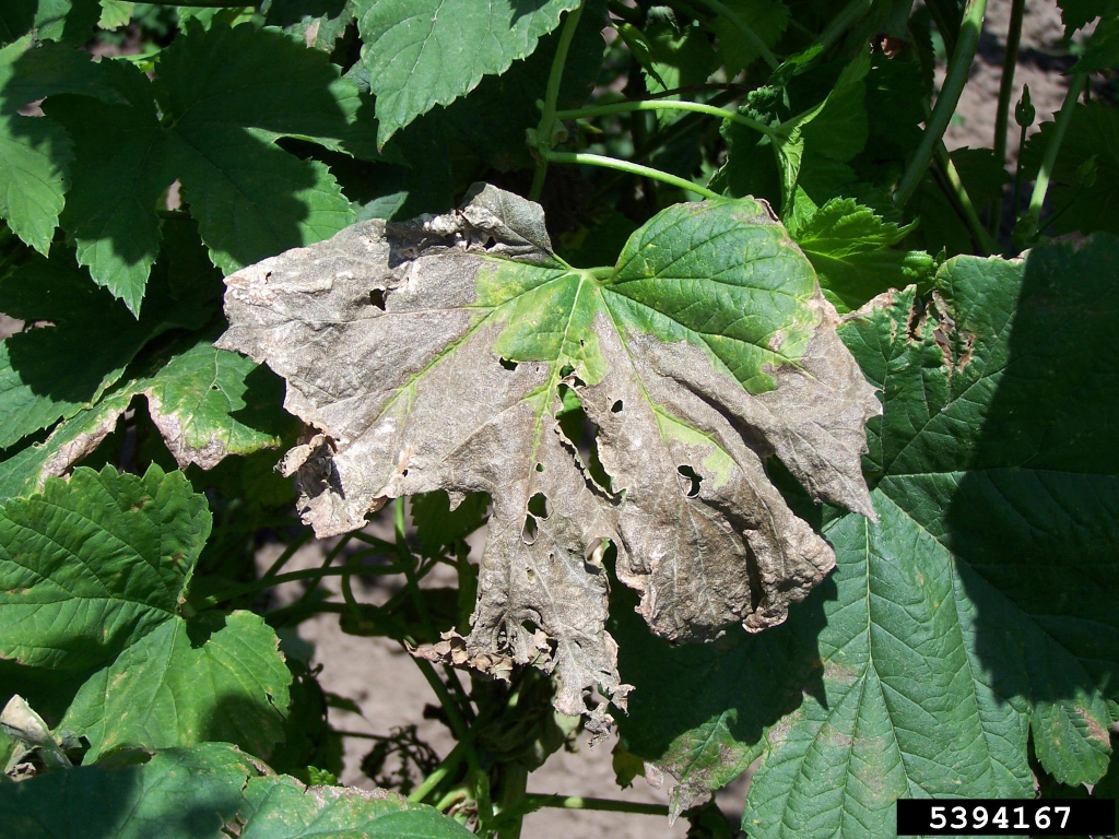 Verticillium-Welke