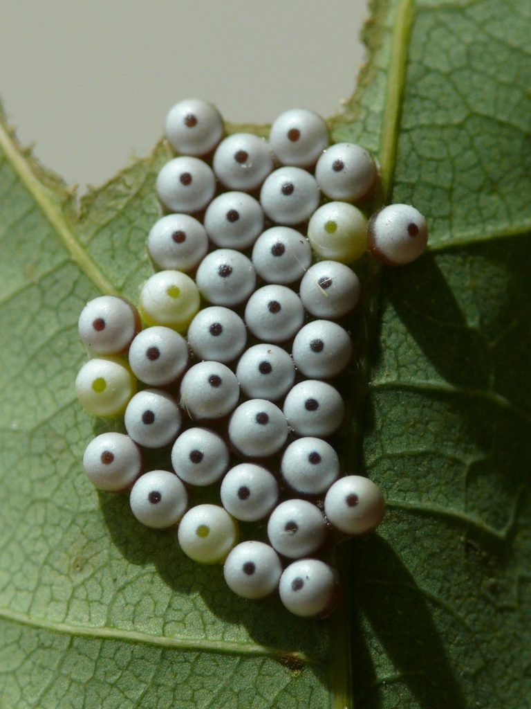 Mondvogel