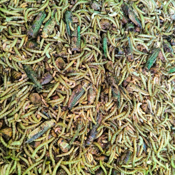 Getrocknete Insektenmischung für Vögel