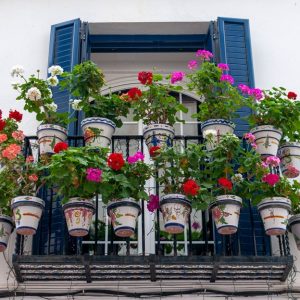 Balkonblumen: für Sonne und Schatten, Balkonkästen bepflanzen und überwintern