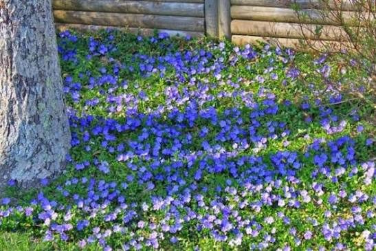 Kleines Immergrün (Vinca minor) – Staude für den Schatten