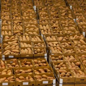 Kartoffeln lagern: Temperatur, Luftfeuchtigkeit und Keller im Winter
