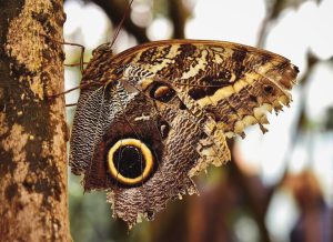 Apfelwickler: madige Äpfel, Pheromonfalle und wann eingreifen
