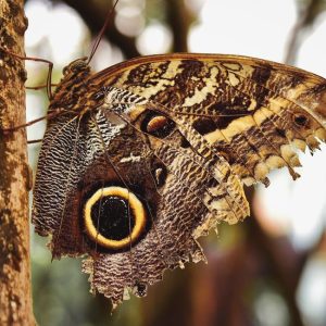 Apfelwickler: madige Äpfel, Pheromonfalle und wann eingreifen