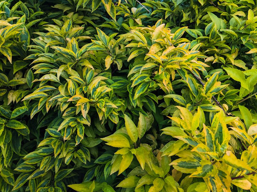 Chlorose der Blätter bei Eisenmangel