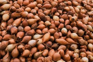 Steckzwiebeln: wann und wie stecken, Lagerung und Schossen
