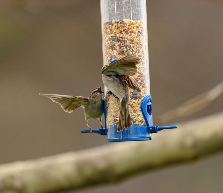 Reinigung des Vogelfutterhauses